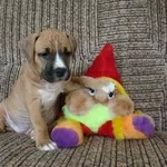 щенок АСТ, питомник.Импортные крови! КСУ-FCI