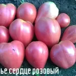 Продам-Помидоры- Микадо розовый , Микадо жёлтый Томаты, 16-фонтана