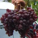 продам столовый виноград 