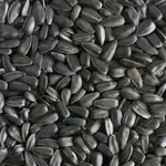Насіння соняшника на експорт від виробника / Sunflower seeds  for expo
