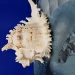 Ракушка Murex Ramsus