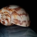 Ракушка Imperial Volute