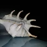 Ракушки Lambis  для интерьера или аквариума