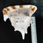 Ракушка Cassis connuta