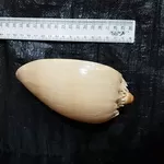 Ракушка Melo Diadema