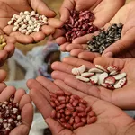 Купуємо квасолю на переробку (консервування)