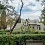  Спил дерева,  покос травы ,  расчистка участков вывоз мусора