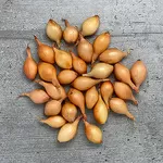 Лук севок , тыканка, арпажик,  цибуля