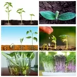 Регуляторы роста растений 