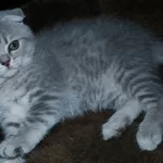 продам котят вислоухих и страйтов доступно.