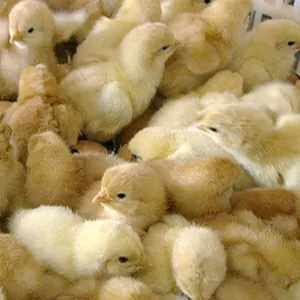 Инкубация яиц,  продажа цыплят,  утят,  гусят.. подрощенных цыплят!