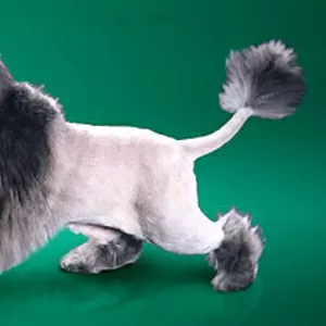 Профессиональная стрижка кошек и собак-от 90 грн.