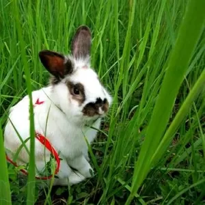 Продам карликовых кроликов