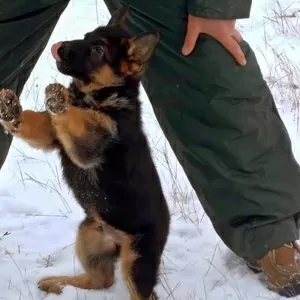 Качественные щенки немецкой овчарки в питомнике Фоксберг