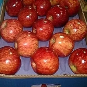 Предлагаем  прямые поставки яблок  Аргентины 