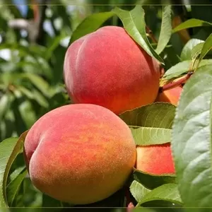 Персики и абрикосы из Молдавии