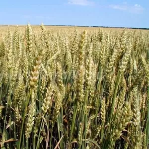 семена озимой пшеницы для зоны степь Кольчуга