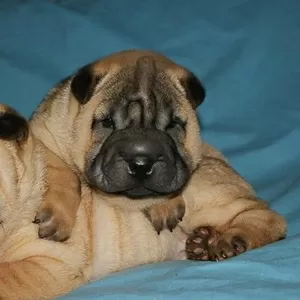 Шар-пей щенки в Одессе