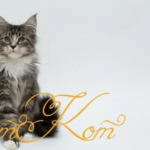 Продается котенок породы Мейн кун