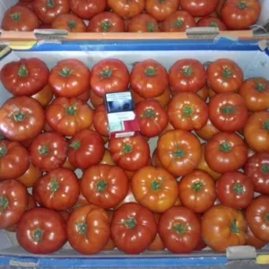 Продам помидор красный крупный и средний в Овидиополе.