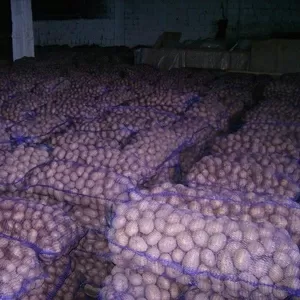 Картофель от Производителя в Одессе.