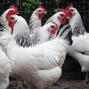 Продам цыплят суточных и месячных породы Адлерская Серебристая