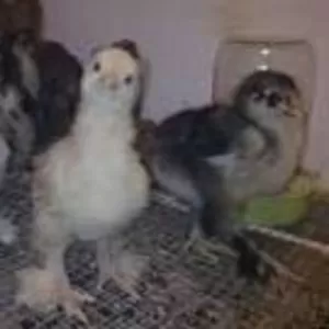 Продам суточных и подрощенных цыплят породы Брама