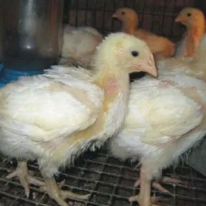 Продам подрощенных цыплят(1 мес.) бройлеров кобб-500,  75 грн/шт.
