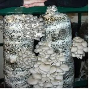 Выращивание грибов у себя дома на даче,  на производстве.