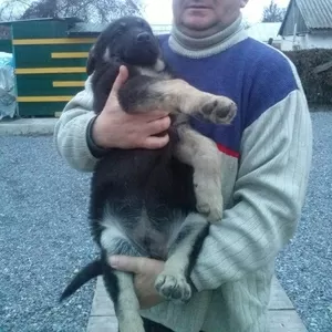Продам щенков восточно-европейской овчарки
