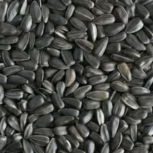 Насіння соняшника на експорт від виробника / Sunflower seeds  for expo