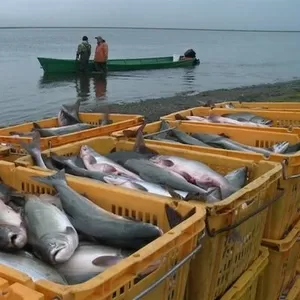 Рыбак разнорабочий на рыбзавод в Польше