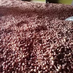 Продам лук севок 2017 года