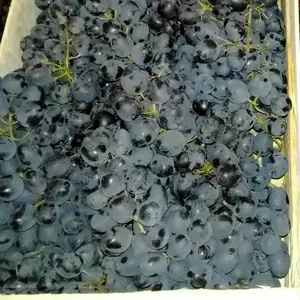 Виноград столовый 