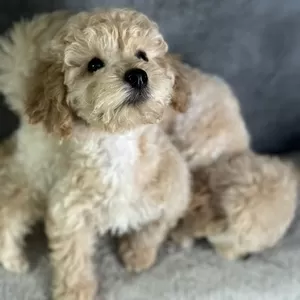 Нежные Щенки мальтипу 