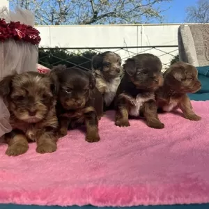 Продаються чарівні цуценята йоркширського тер’єра!