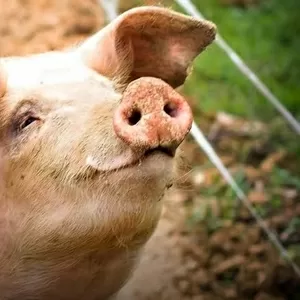 Куплю свині,  свиноматки