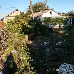 Спилим обрежем деревья,  удалим поросли