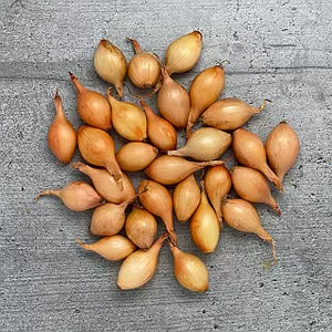 Лук севок , тыканка, арпажик,  цибуля