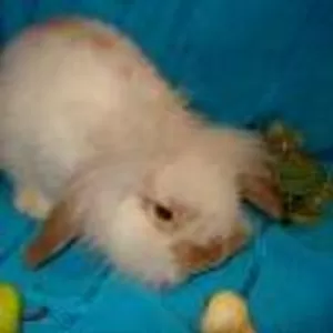 продам карликового кролика
