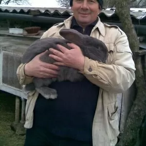 Кролики в Одессе