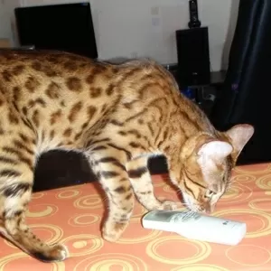 Бенгальские котята - домашний леопард