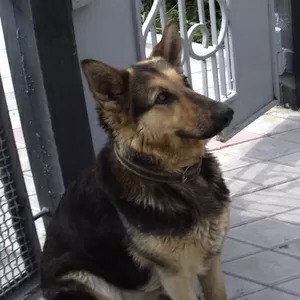 Продам щенков Немецкой овчярки - свои.