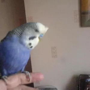говорящий попугай