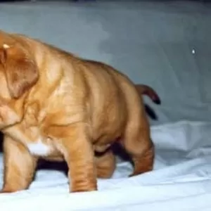 Бордоский дог щенки