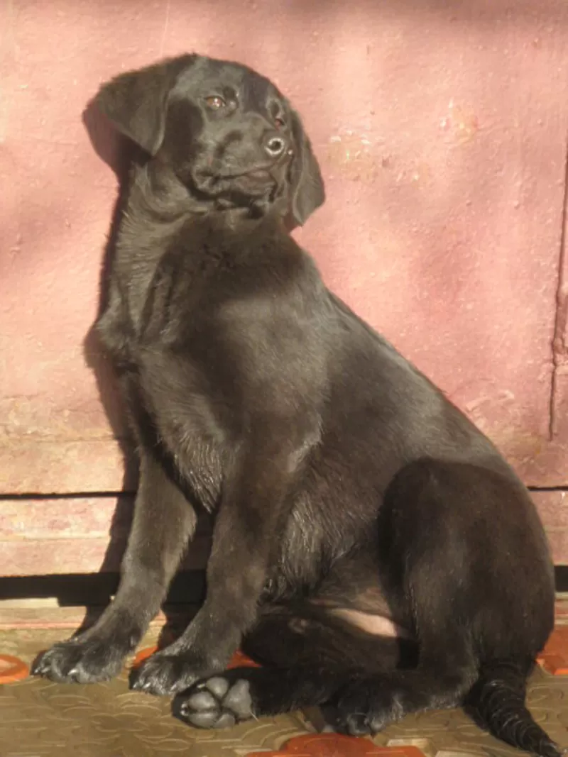 Щенок лабрадора ретривера.