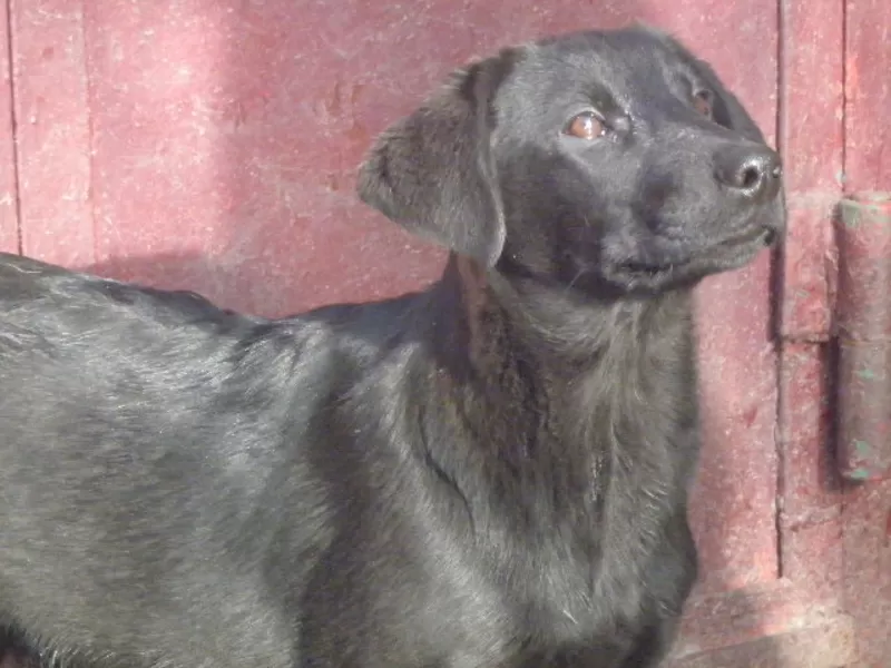 Щенок лабрадора ретривера. 2