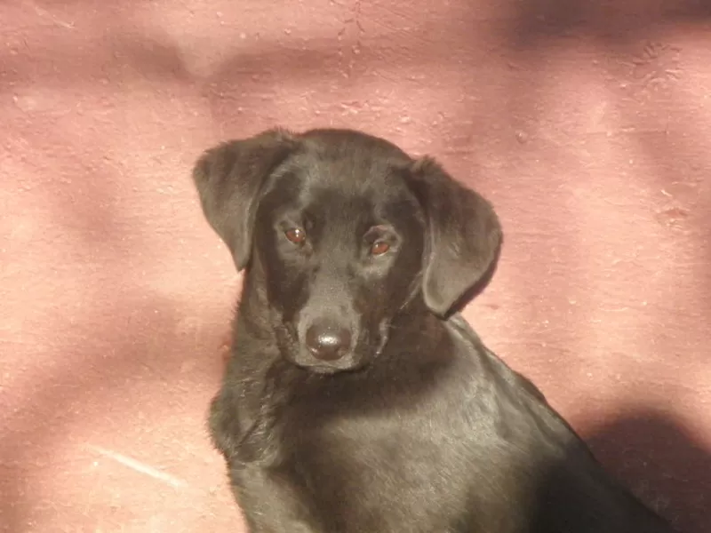 Щенок лабрадора ретривера. 3