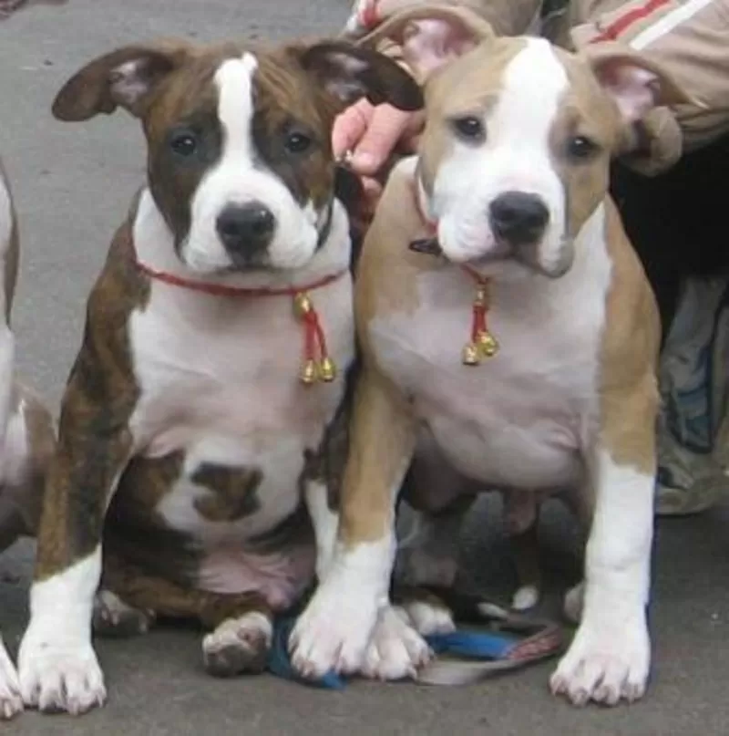 Американский Стаффордширский Терьер. Выставочные щенки!!!