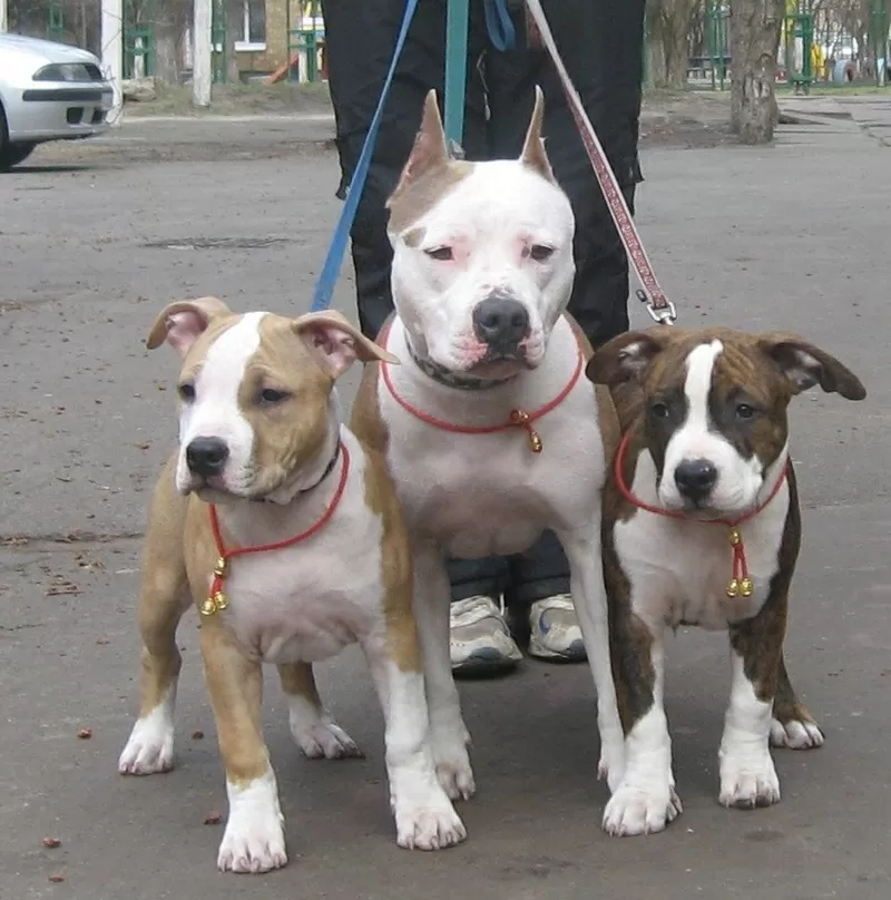 Американский Стаффордширский Терьер. Выставочные щенки!!! 5